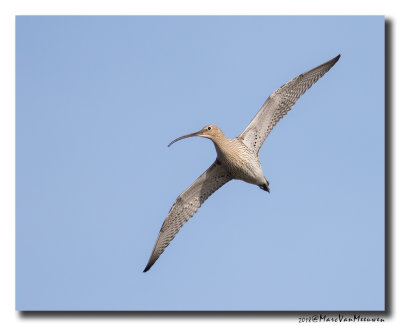 Wulp - Curlew 20180404