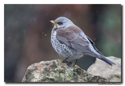 Kramsvogel - Fieldfare 20180302