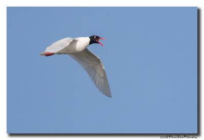 Zwartkopmeeuw - Mediterranean Gull 20180421