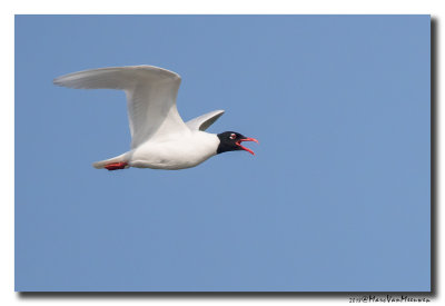 Zwartkopmeeuw - Mediterranean Gull 20180421