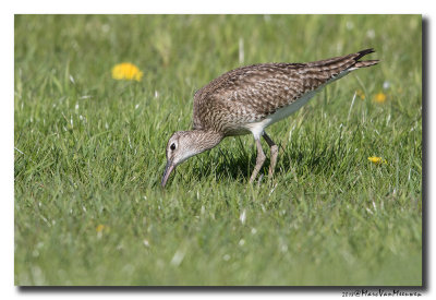 Regenwulp - Whimbrel 20180426