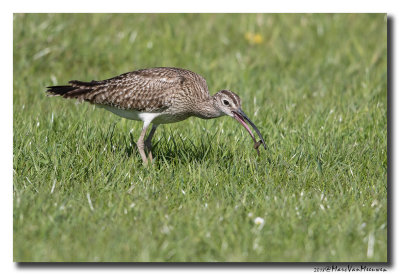 Regenwulp - Whimbrel 20180426