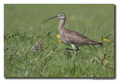 Regenwulp - Whimbrel 20180426