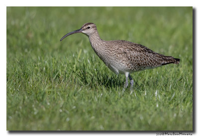 Regenwulp - Whimbrel 20180426