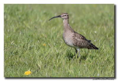 Regenwulp - Whimbrel 20180426