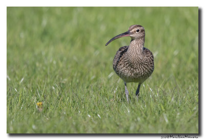 Regenwulp - Whimbrel 20180426