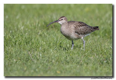 Regenwulp - Whimbrel 20180426