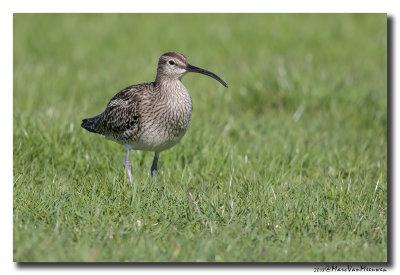 Regenwulp - Whimbrel 20180426
