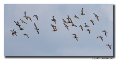 Rosse Grutto - Bar-tailed Godwit 20180426