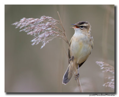 Rietzanger - Sedge Warbler 20180426