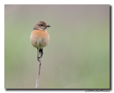 Roodborsttapuit - Stonechat 20180424