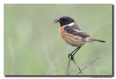 Roodborsttapuit - Stonechat 20180424