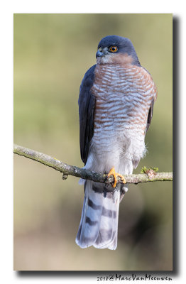 Sperwer - Sparrowhawk 