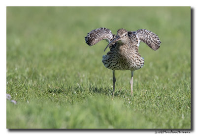 Wulp - Curlew 20180426