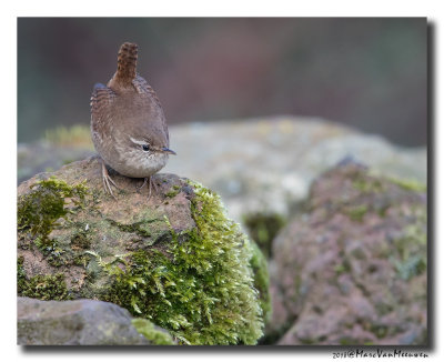 Winterkoning - Eurasian Wren 20180221