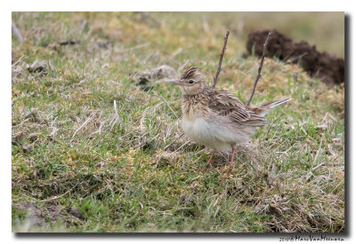Veldleeuwerik - Skylark 20180404