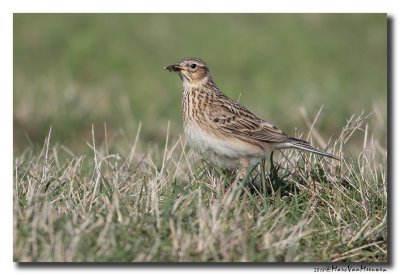 Veldleeuwerik - Skylark 20180426