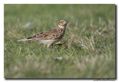 Veldleeuwerik - Skylark 20180426