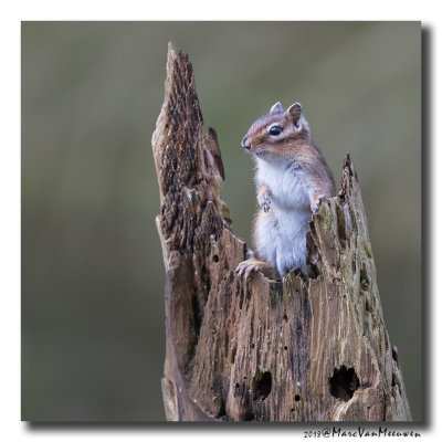 Siberische grondeekhoorn - Siberian Chipmunk 20180329