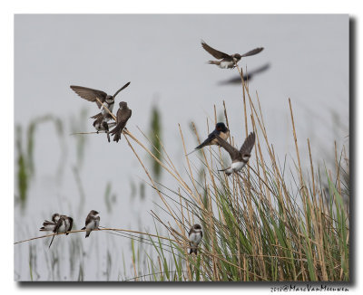 Oeverzwaluw - Sand Martin 20180428