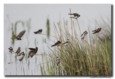 Oeverzwaluw - Sand Martin 20180428