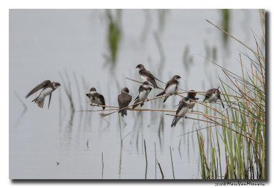 Oeverzwaluw - Sand Martin 20180428