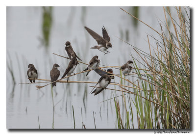 Oeverzwaluw - Sand Martin 20180428