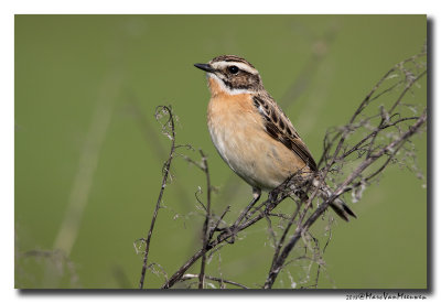Paapje - Whinchat 20180501