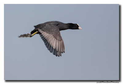Meerkoet - Coot 20180505
