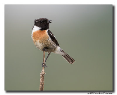 Roodborsttapuit - Stonechat 20180501