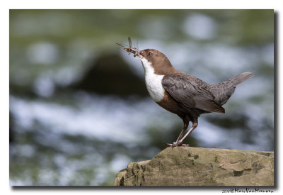 Waterspreeuw - White-throated Dipper 20180503