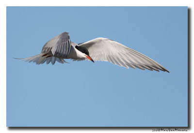 Visdief - Common Tern 20180505