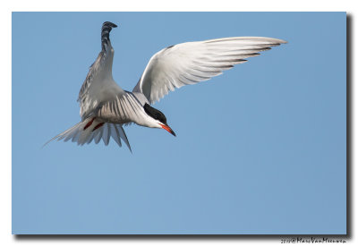 Visdief - Common Tern 20180505