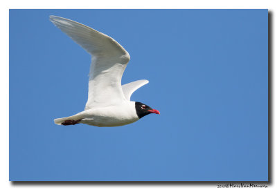 Zwartkopmeeuw - Mediterranean Gull 20180505