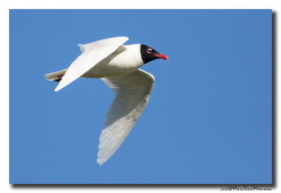 Zwartkopmeeuw - Mediterranean Gull 20180505