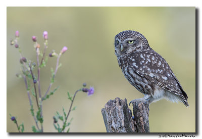 Steenuil - Little Owl 20180629