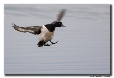 Kuifeend - Tufted Duck 20180512