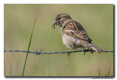 Huismus - House Sparrow 20180509