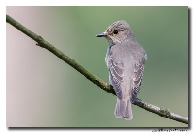 Grauwe Vliegenvanger - Spotted Flycatcher 20180522