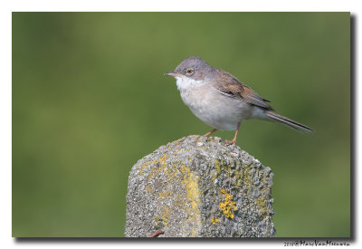 Grasmus - Whitethroat 20180509