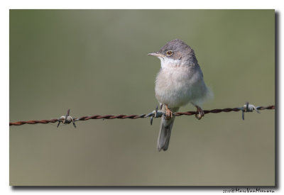 Grasmus - Whitethroat 20180509