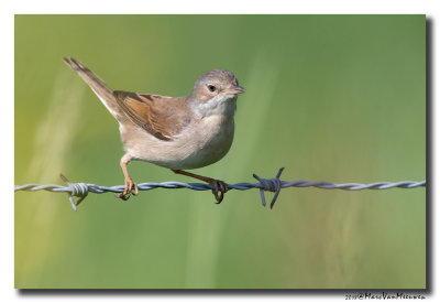 Grasmus - Whitethroat 20180516