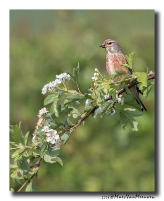 Kneu - Linnet 20180509