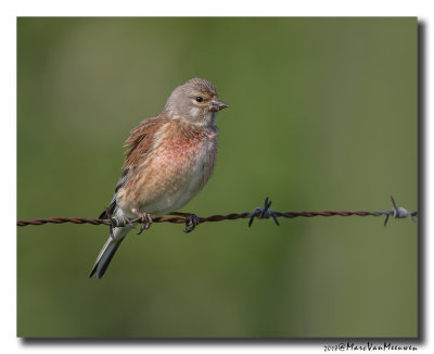 Kneu - Linnet 20180509