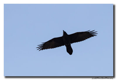 Raaf - Raven 20180920