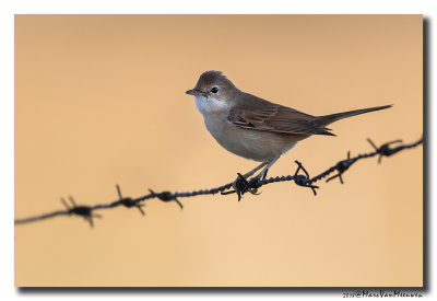 Grasmus - Whitethroat 20180806