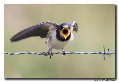 Boerenzwaluw - Barn Swallow 20180821