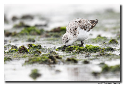 Drieteenstrandloper - Sanderling 20180903