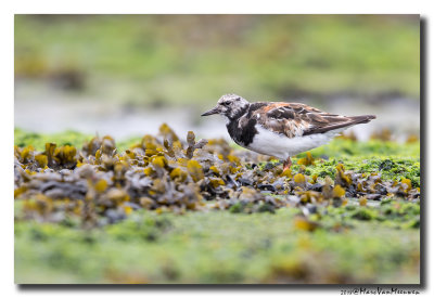 Steenloper - Ruddy Turnstone 20180903