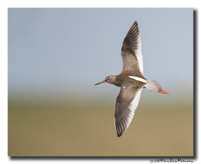 Tureluur - Redshank 20180821